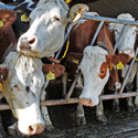 Rekenkamer_duurzaamheid-intensieve-veehouderij