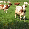 koeien_weiland_125
