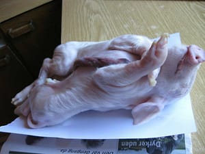 misvormd_big_Pedersen