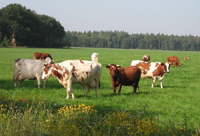koeien_weiland